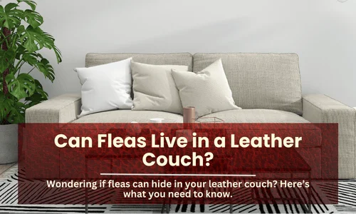 Can Fleas Live in a Leather Couch