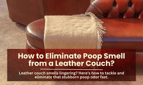 How to Eliminate Poop Smell from a Leather Couch